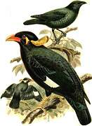 Nias Hill Myna