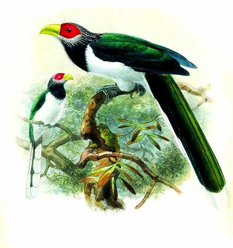 Red-faced Malkoha