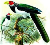 Red-faced Malkoha