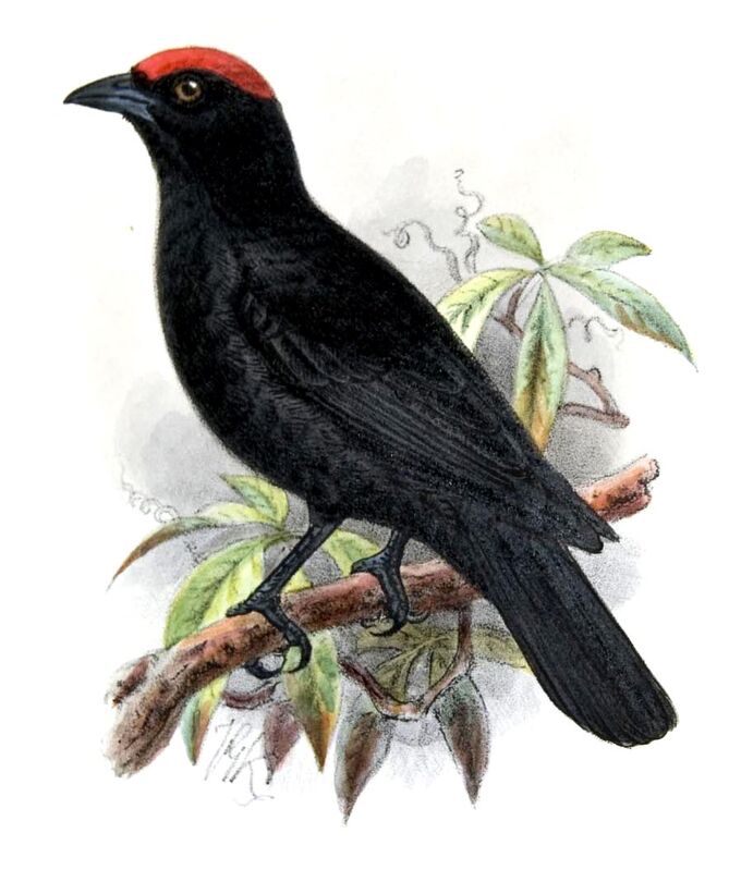 Red-crowned Malimbe