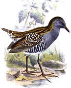 Dot-winged Crake