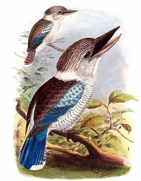 Blue-winged Kookaburra