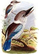 Blue-winged Kookaburra