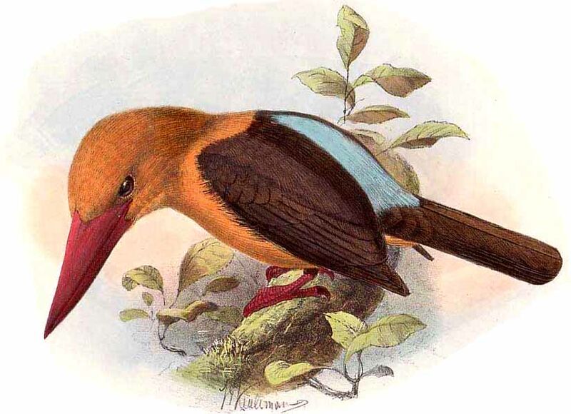 Brown-winged Kingfisher