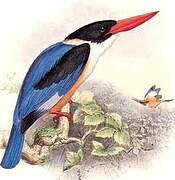 Black-capped Kingfisher