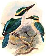 Collared Kingfisher