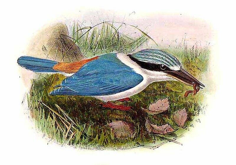 Red-backed Kingfisher