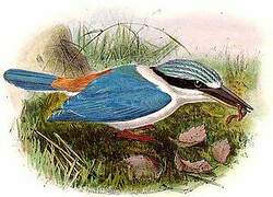 Red-backed Kingfisher