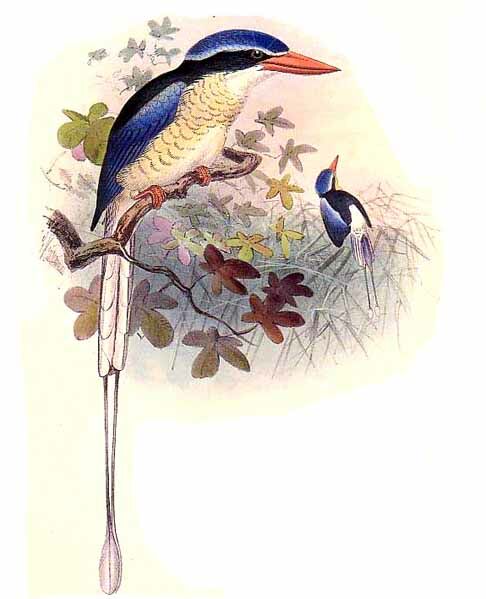 Common Paradise Kingfisher