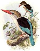 Brown-hooded Kingfisher