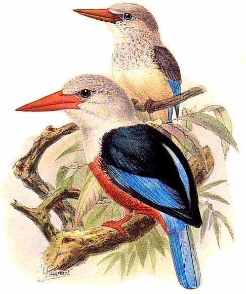 Grey-headed Kingfisher