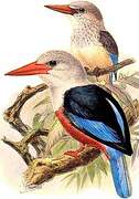 Grey-headed Kingfisher