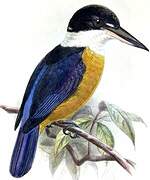 Vanuatu Kingfisher