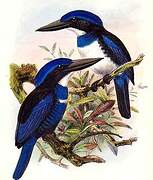 Blue-black Kingfisher