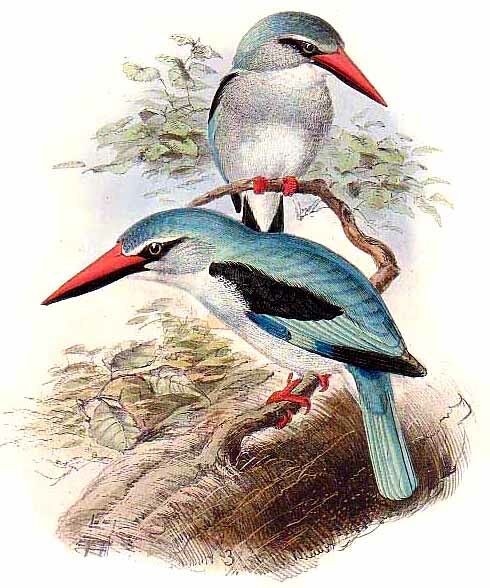 Woodland Kingfisher (cyanoleuca)