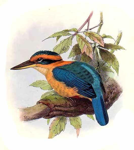 Cinnamon-banded Kingfisher