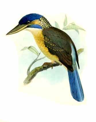 Hombron's Kingfisher