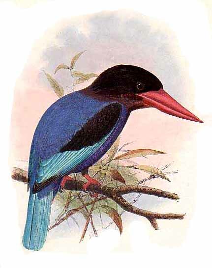 Javan Kingfisher