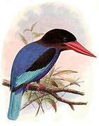 Javan Kingfisher