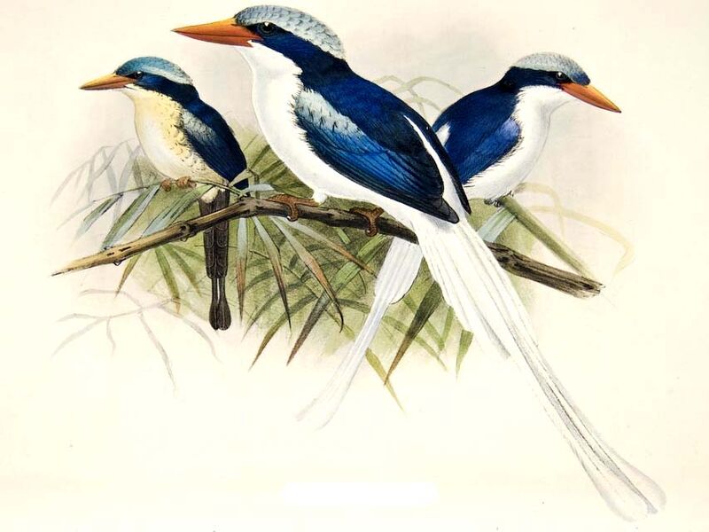 Kofiau Paradise Kingfisher, identification