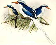 Kofiau Paradise Kingfisher