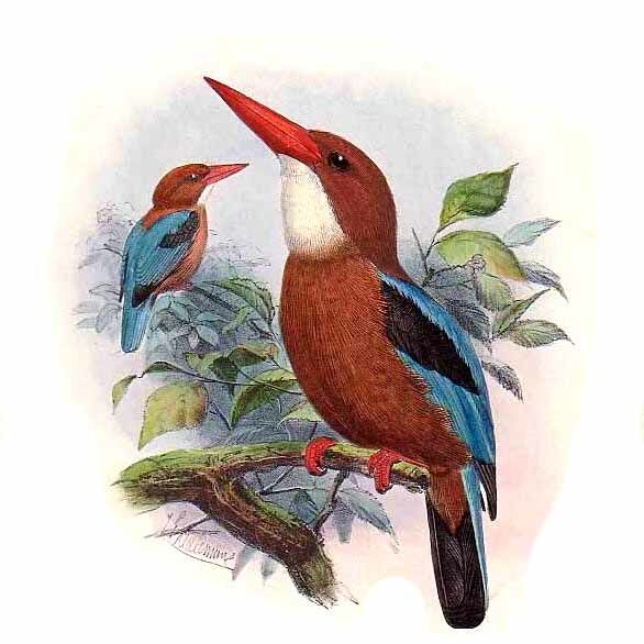 White-throated Kingfisher