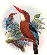 White-throated Kingfisher