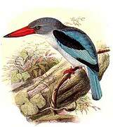 Mangrove Kingfisher