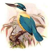 Flat-billed Kingfisher
