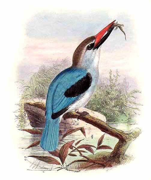 Woodland Kingfisher