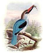 Woodland Kingfisher