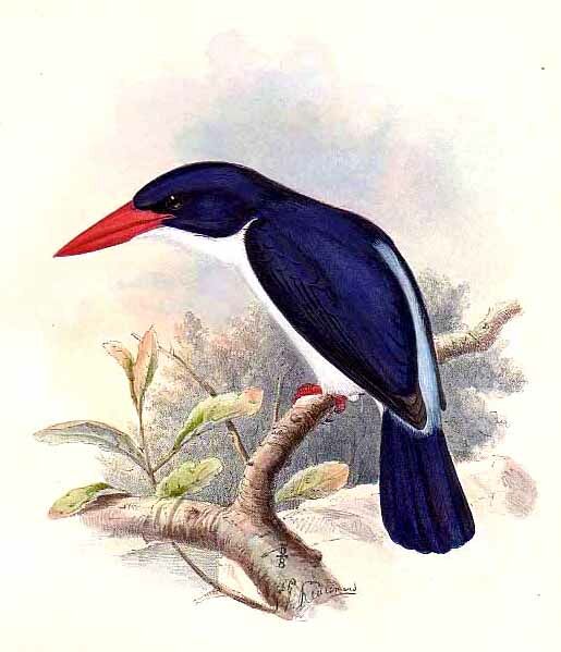 White-rumped Kingfisher