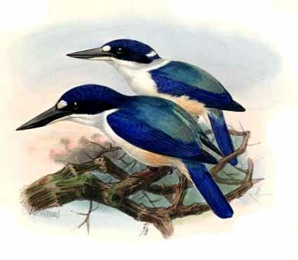 Forest Kingfisher