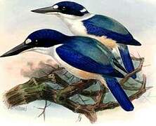 Forest Kingfisher