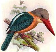 Stork-billed Kingfisher