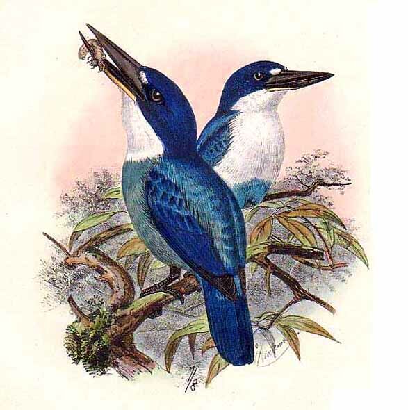 Lazuli Kingfisher