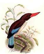 Chocolate-backed Kingfisher