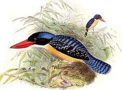 Banded Kingfisher