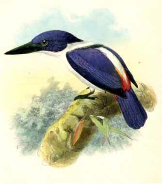 Ultramarine Kingfisher