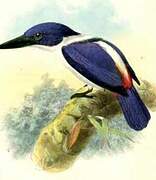 Ultramarine Kingfisher