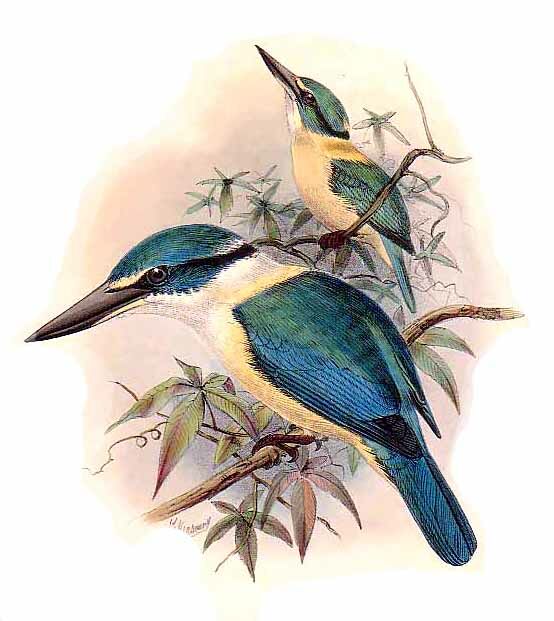 Sacred Kingfisher