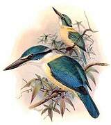 Sacred Kingfisher