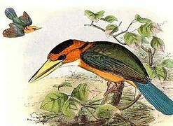 Yellow-billed Kingfisher