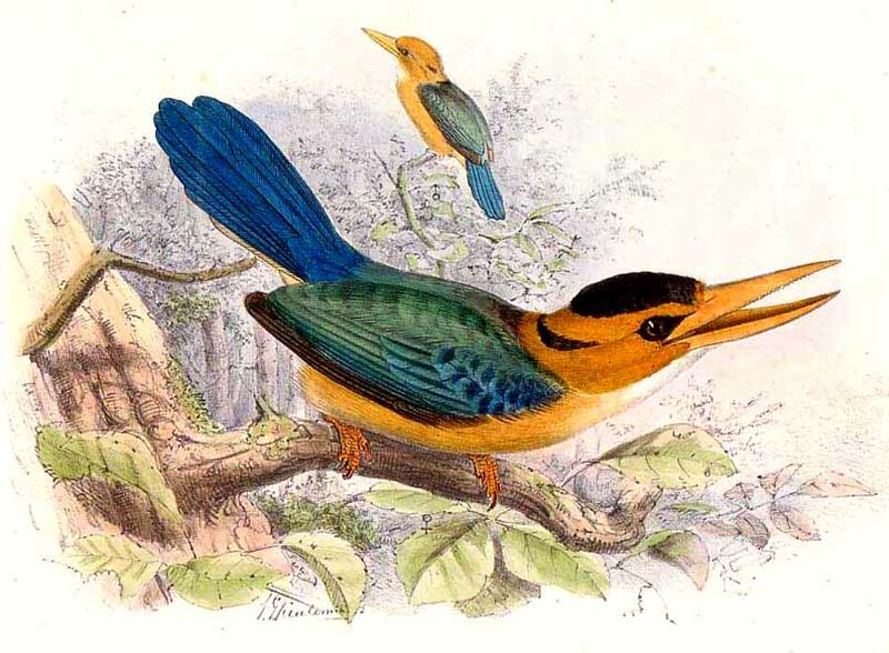 Yellow-billed Kingfisher