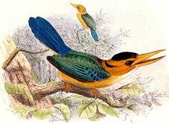 Yellow-billed Kingfisher