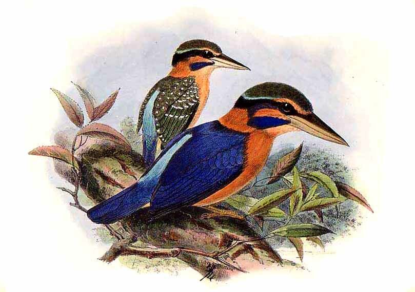 Rufous-collared Kingfisher