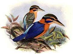 Rufous-collared Kingfisher