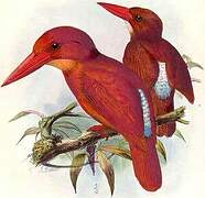 Ruddy Kingfisher