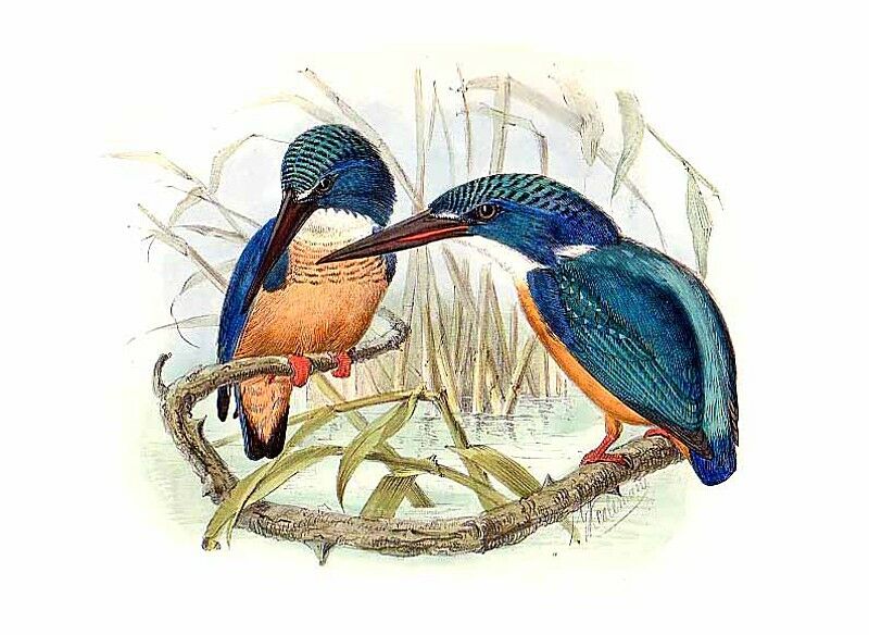 Half-collared Kingfisher