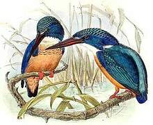 Half-collared Kingfisher